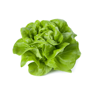 Butterhead Lettuce Online Shopping Davao City Philippines