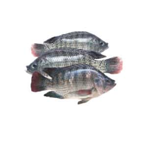 Tilapia (Alcantara)