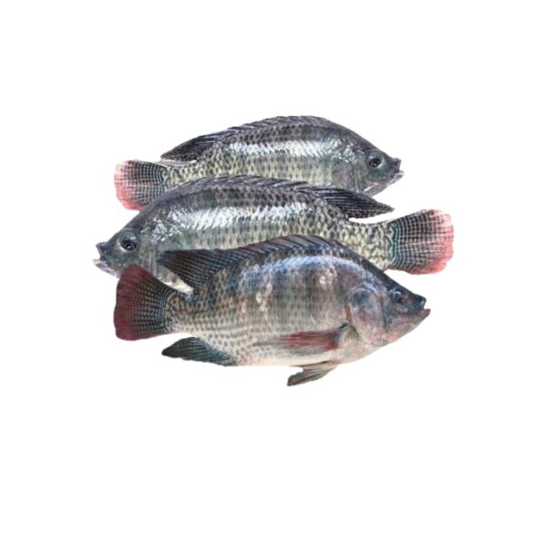 Tilapia (Alcantara)